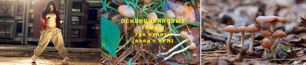 шишки Верея